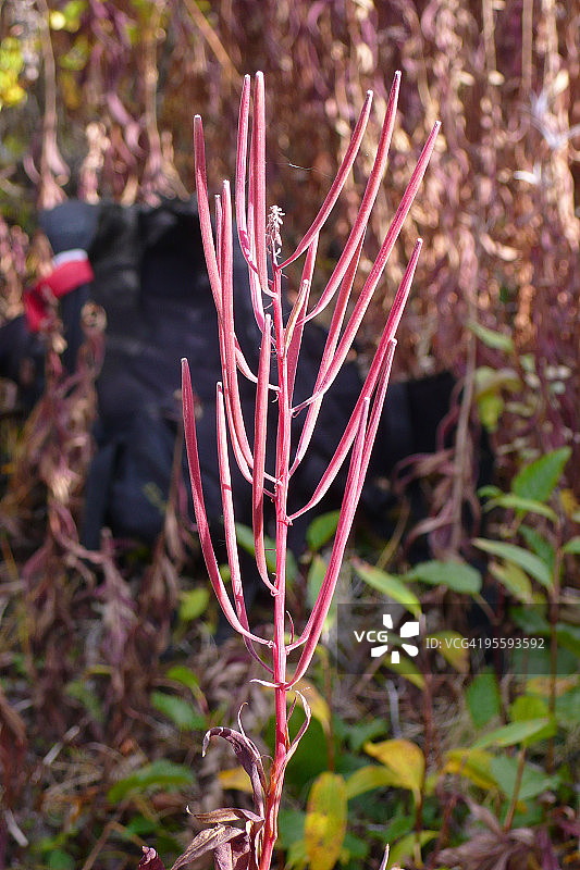 秋天的红色柳兰图片素材