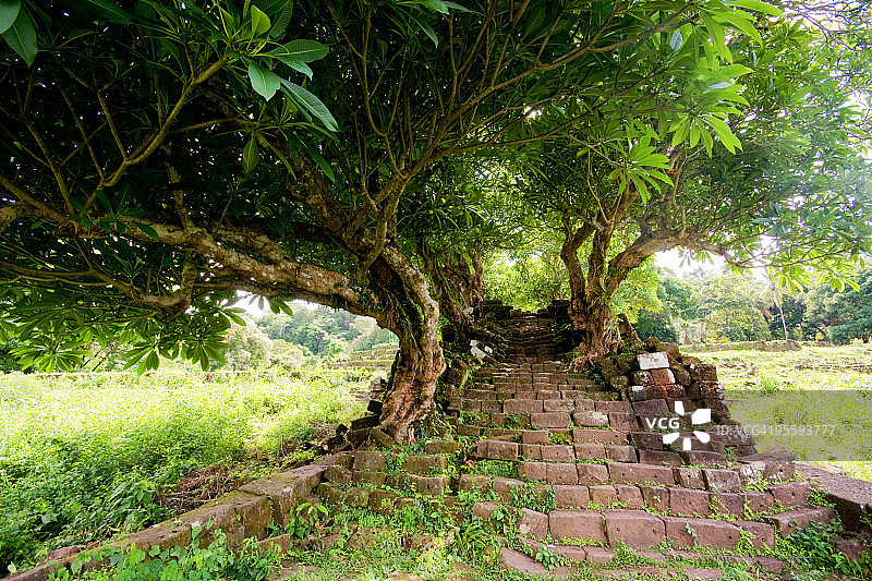 石头楼梯遗址与树木图片素材