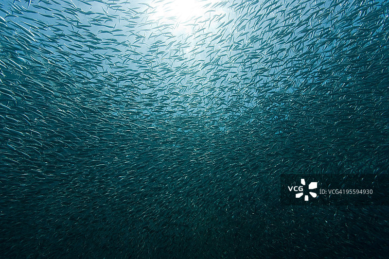 天气预报：晴天，有大量沙丁鱼图片素材