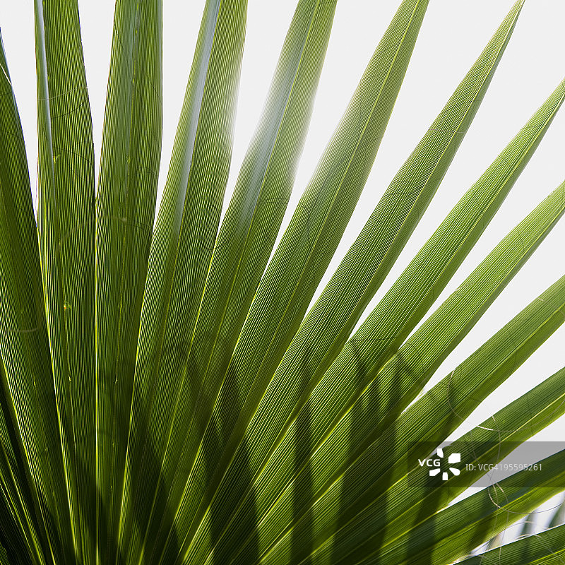 白色背景上的棕榈叶图片素材