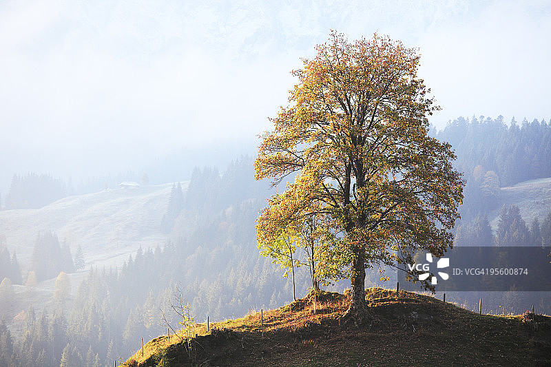 山顶上孤独的树图片素材