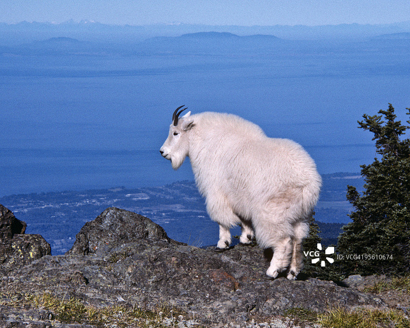 山脊上的山羊图片素材