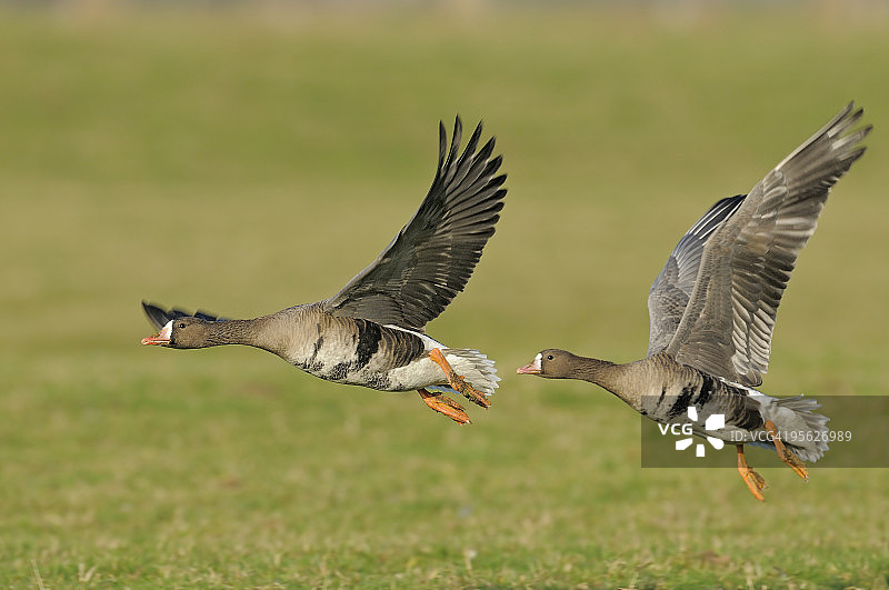 冬季的白额雁图片素材