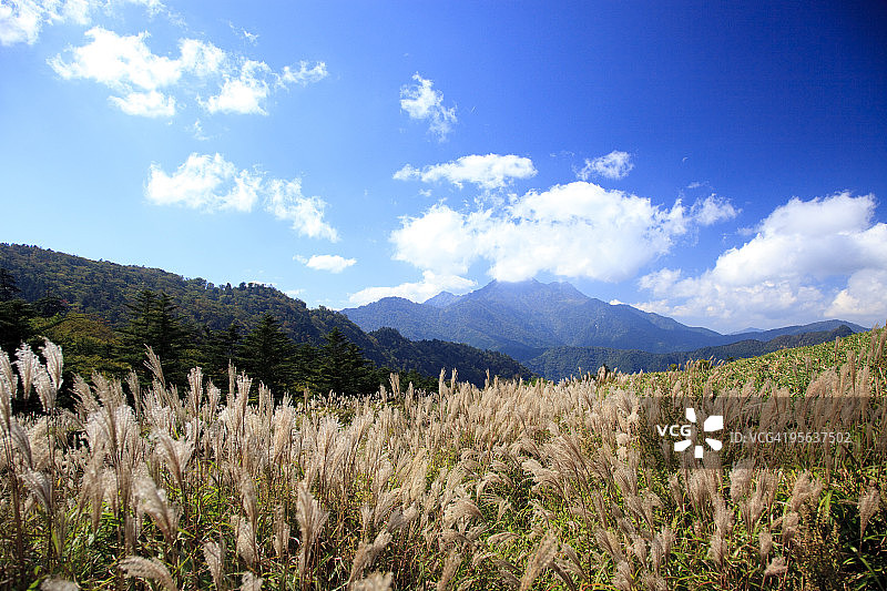 日本爱媛县石锤山的芒草图片素材