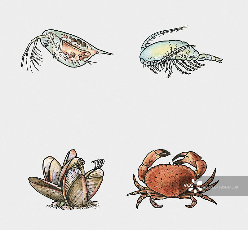 鳃足纲、桡足类、藤壶和软甲纲动物插图图片素材