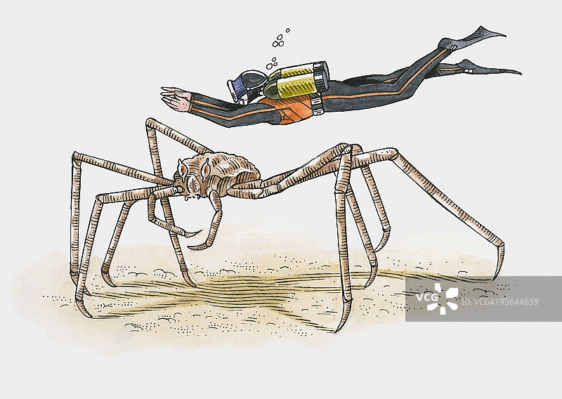 潜水员在日本蜘蛛蟹（Macrocheira kaempferi）上方游泳的插画图片素材