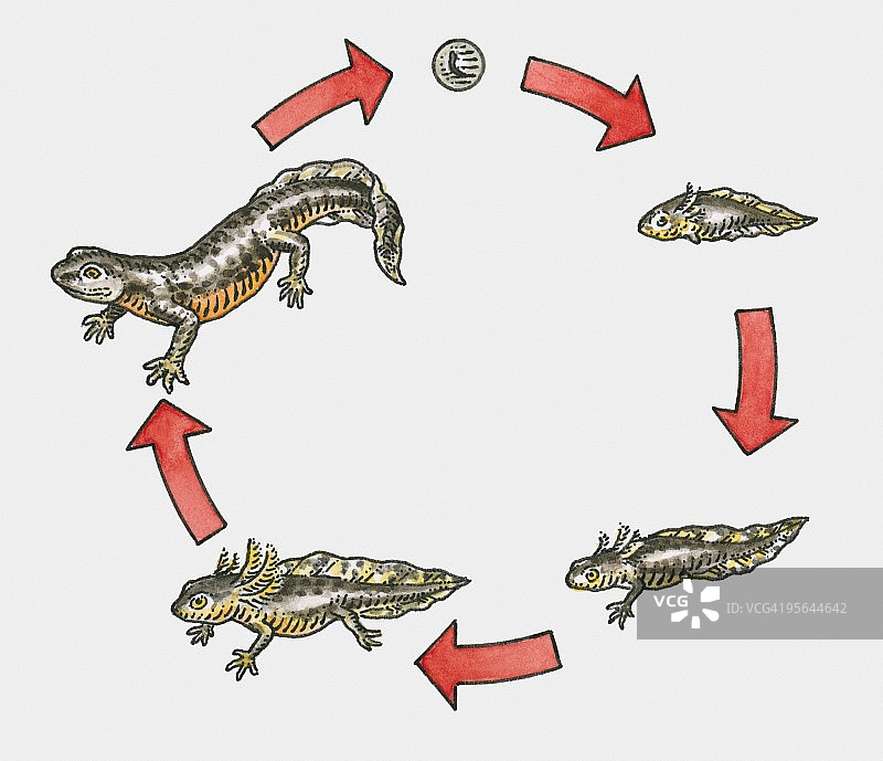 蝾螈的生命周期插画图片素材