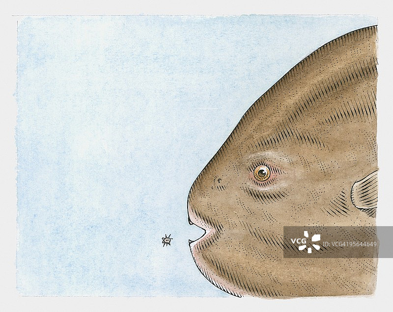 大型成年海洋翻车鱼与幼鱼的插图图片素材