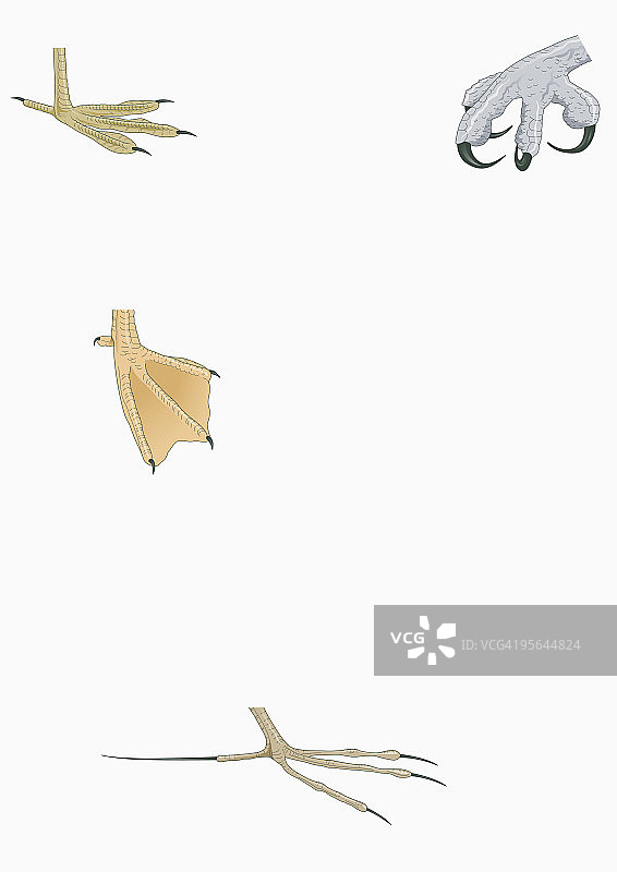 四趾骨、鹗、鸭和水雉的脚插画图片素材