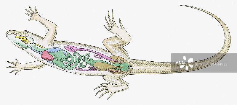 雌性蜥蜴内部解剖结构横截面图图片素材