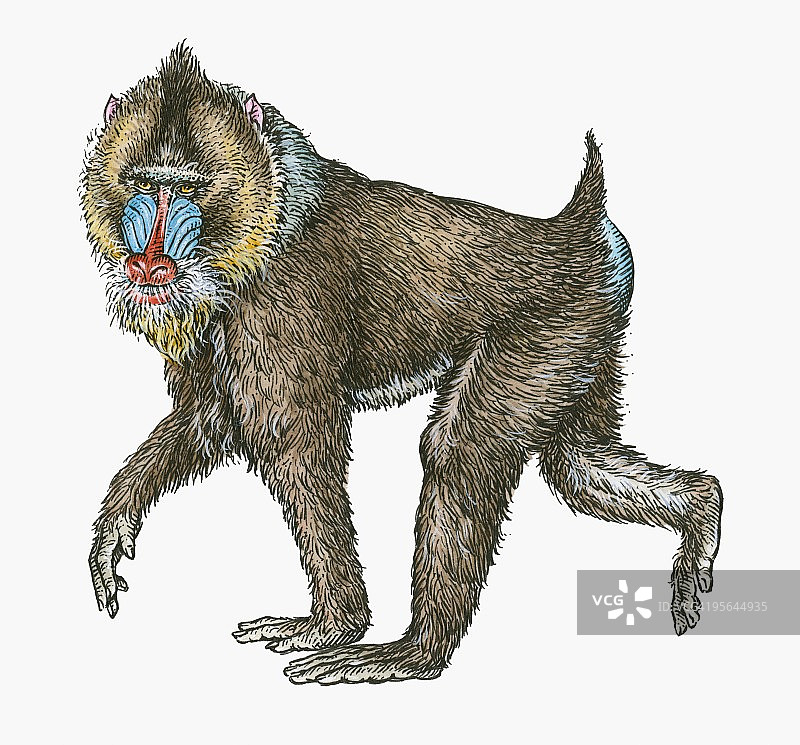 雄性山魈插画图片素材