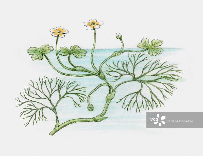 毛茛插画：黄白花朵与漂浮物图片素材