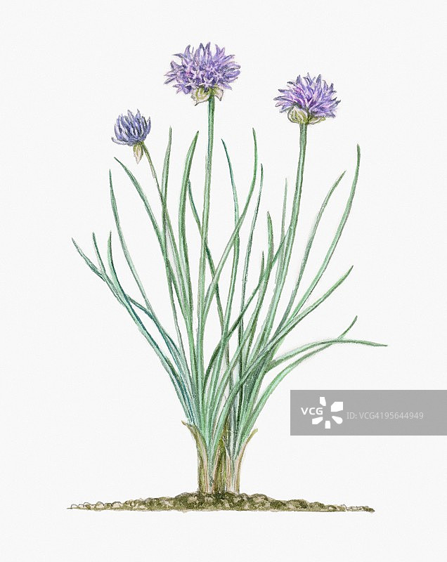 细香葱插画：具有淡紫色花朵的草本多年生植物图片素材