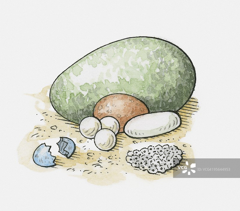 各种动物蛋和青蛙卵的插图图片素材