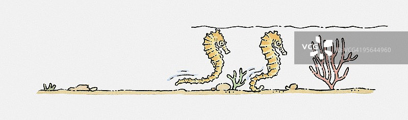 海马（Hippocampus）水下游泳插图图片素材