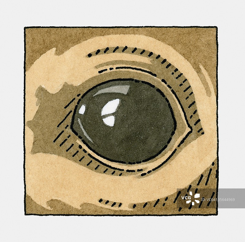 海狮眼睛特写图片素材