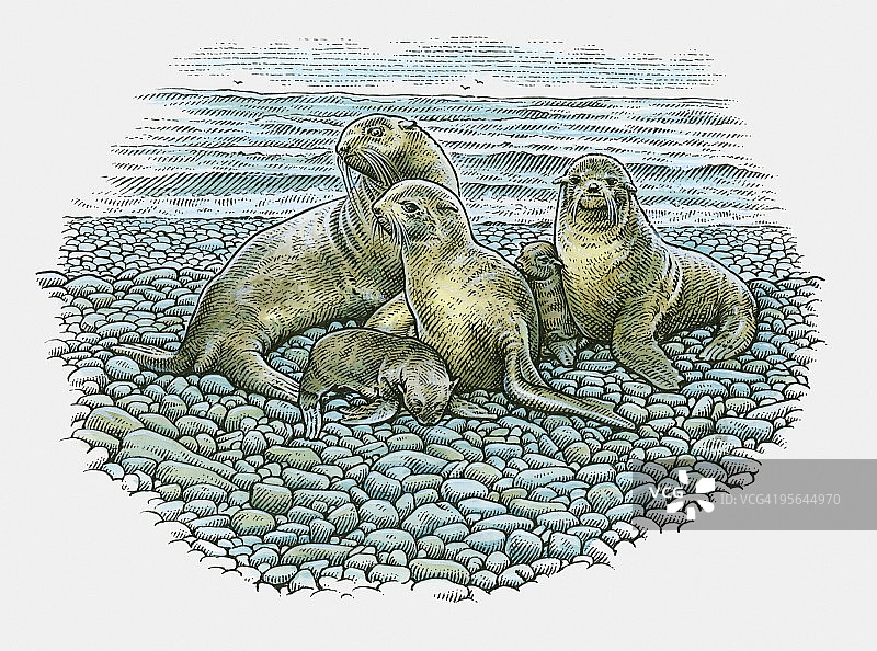 岩石海滩上的成年海狮和幼崽插画图片素材