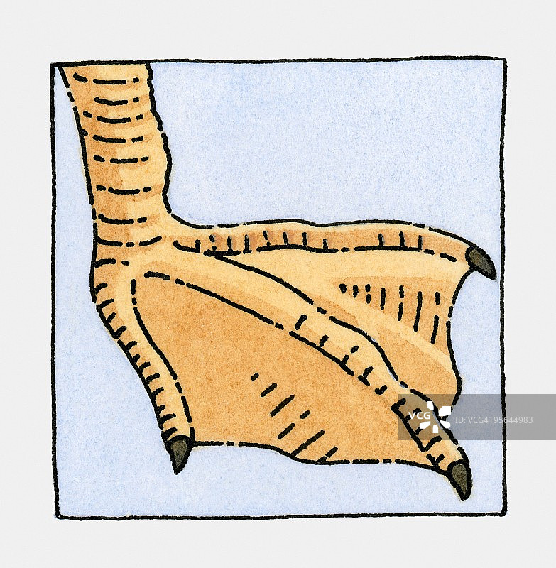 海鸥（鸥科）蹼足特写插画图片素材