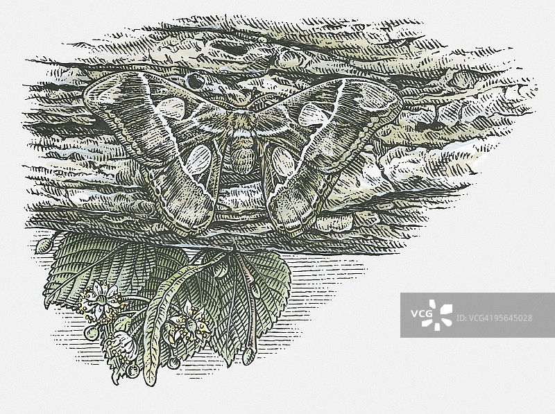 皇蛾在树皮上伪装的插画图片素材