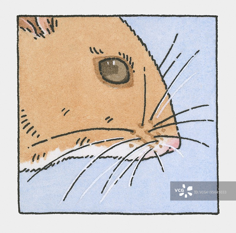 展示胡须的田鼠头部插画图片素材