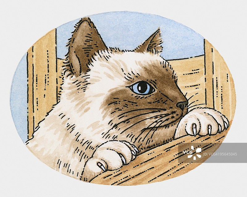 好奇暹罗猫插画图片素材
