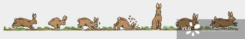 兔子跑、跳、挖和抬起身体的图示序列图片素材