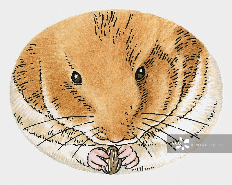 手捧葵花籽的仓鼠插画图片素材