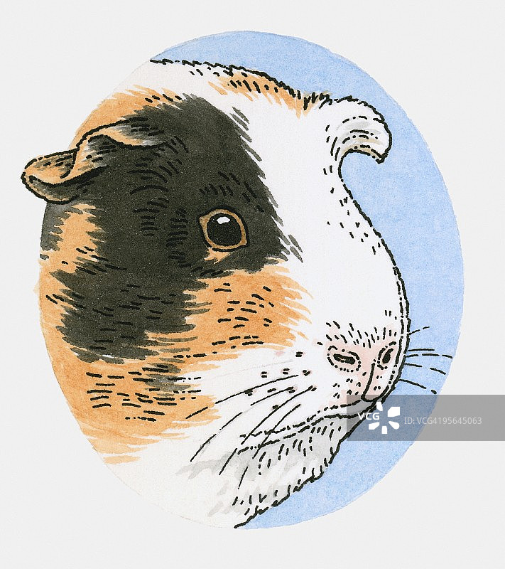 豚鼠头部插画图片素材