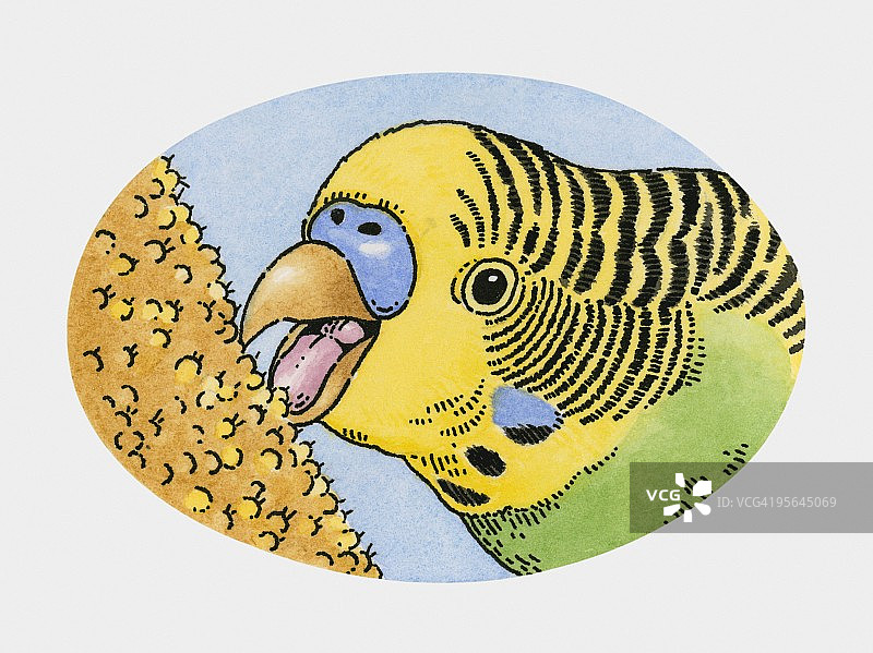 宠物虎皮鹦鹉吃小米插画图片素材