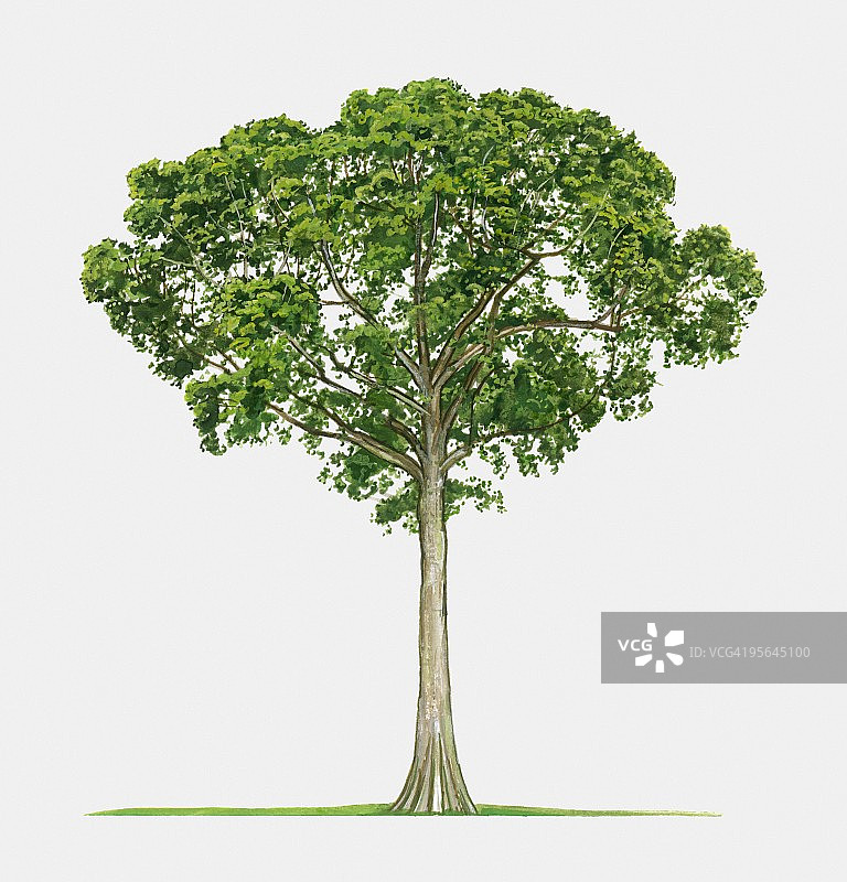 木棉树插画，一种高大的热带树木图片素材