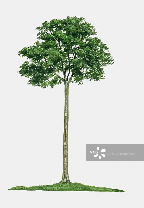 西印度蝗豆树（膜荚豆）插画，一种高大的硬木树图片素材