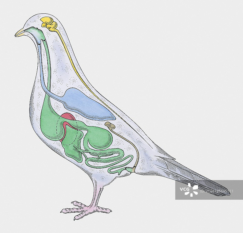 鸽子内部解剖横截面图解图片素材