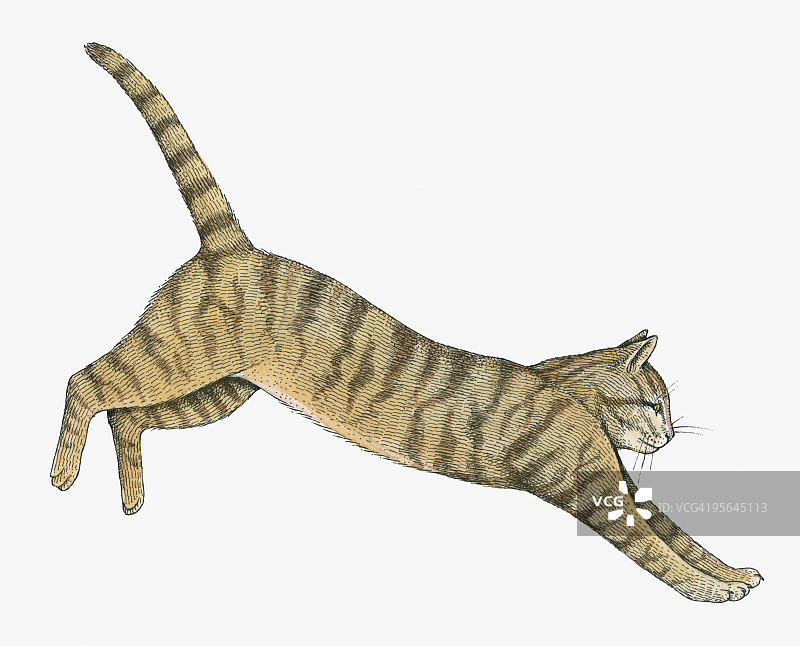 野猫插图图片素材