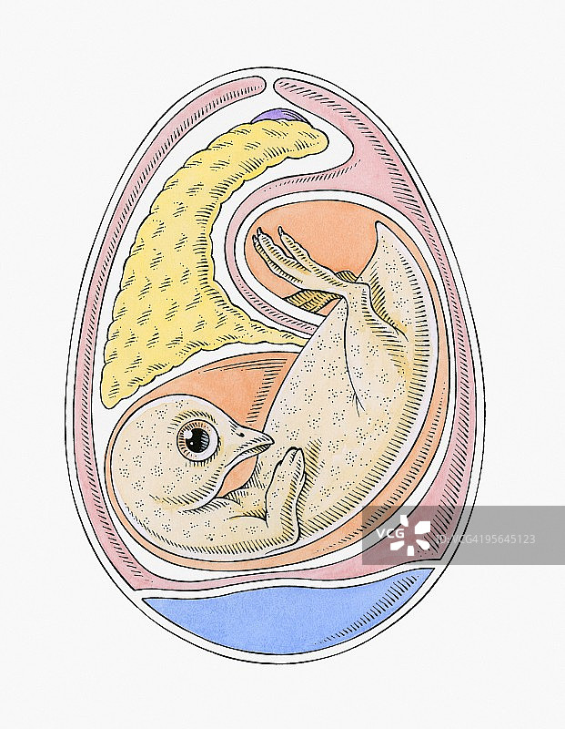 鸡蛋内鸡胚横截面插图图片素材