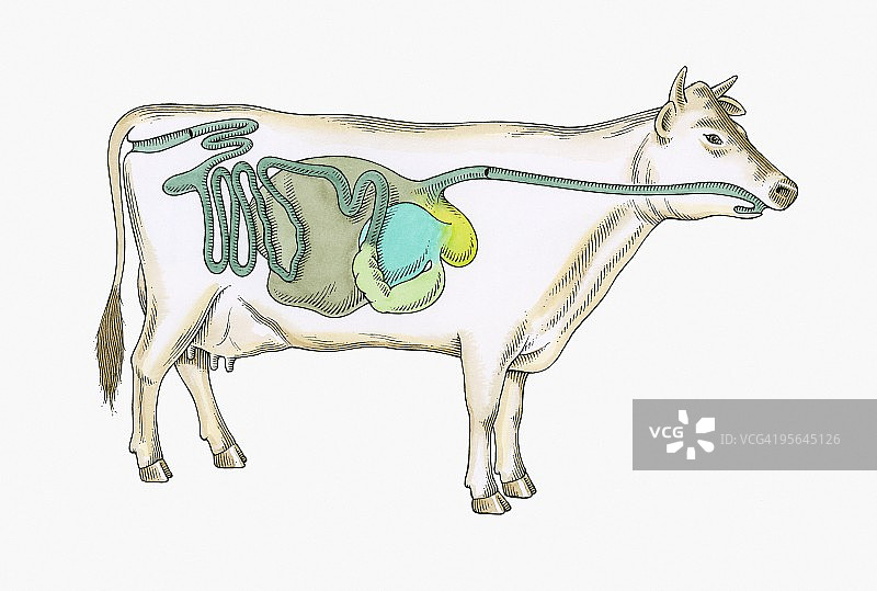 奶牛消化系统的横截面插图图片素材