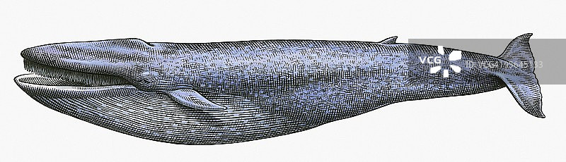 蓝鲸黑白插画图片素材