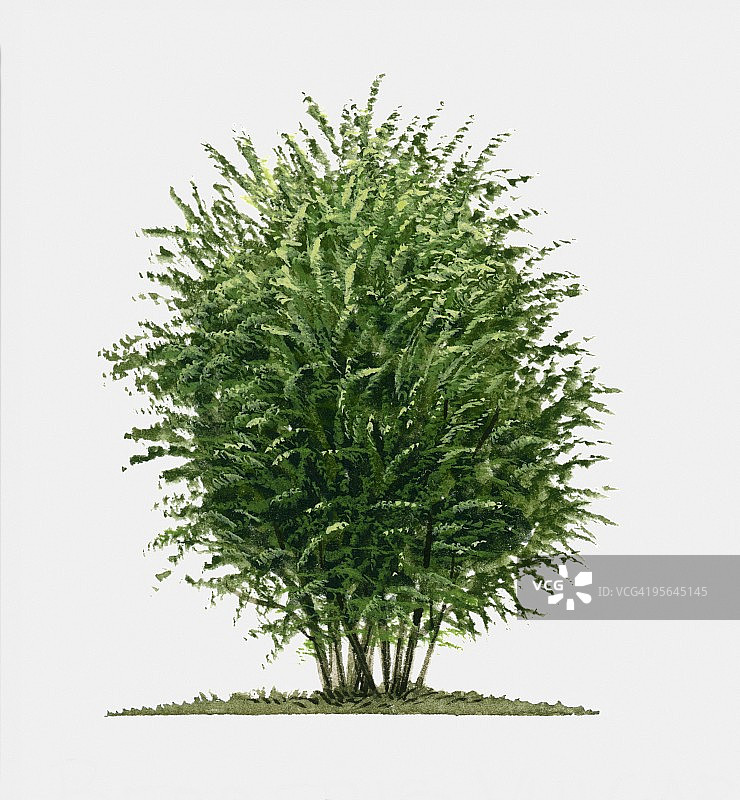 伏牛花落叶灌木夏季树叶插画图片素材