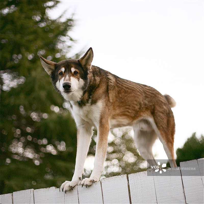 狗的肖像图片素材