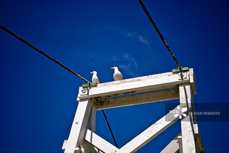 蓝天下建筑上的海鸥图片素材