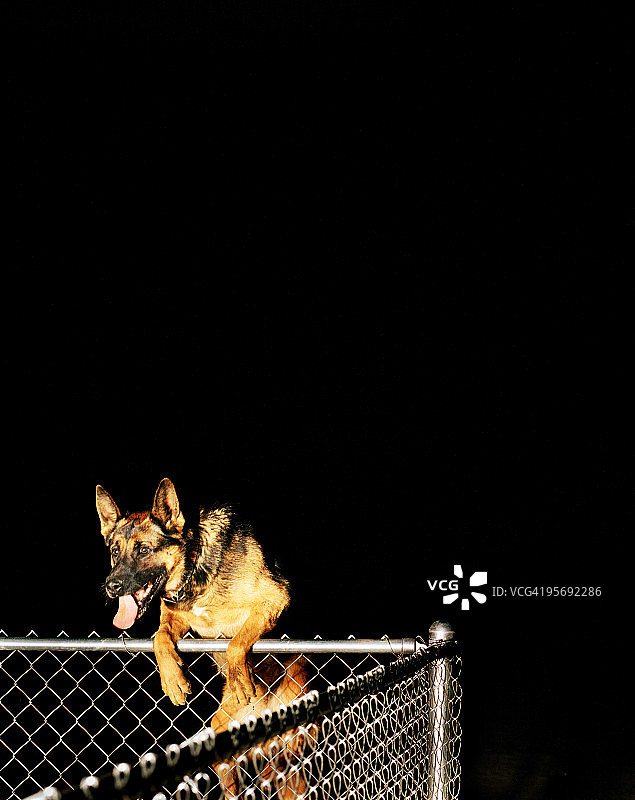 德国牧羊犬跳过链条围栏图片素材