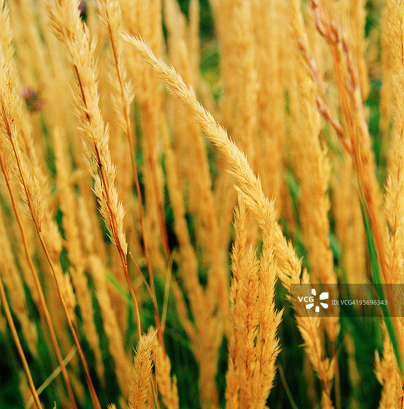 印度草图片素材