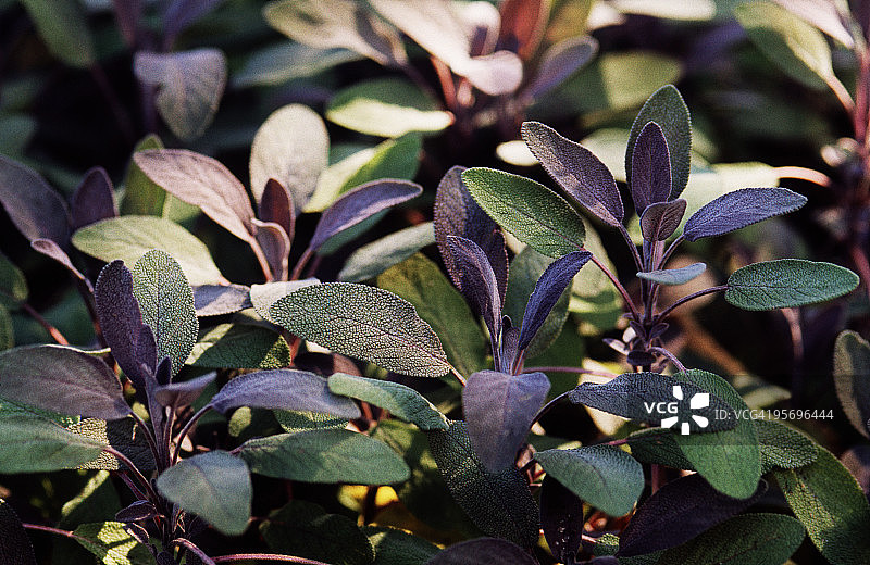 紫色鼠尾草图片素材