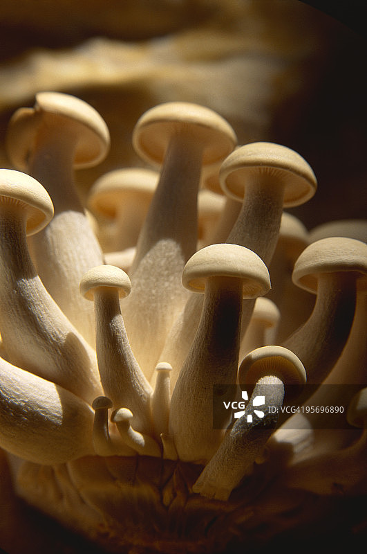 贝壳蘑菇图片素材