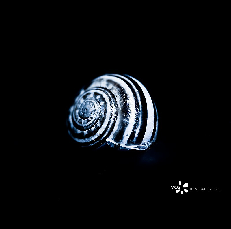 中心的蜗牛图片素材