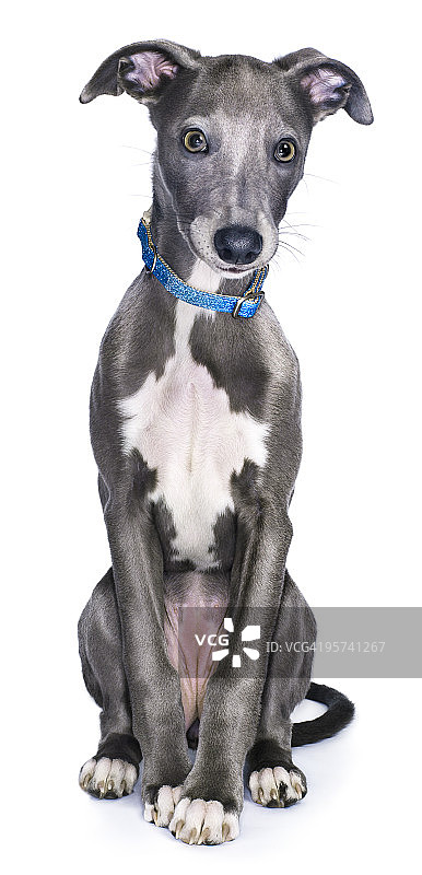 猎犬/惠比特犬图片素材