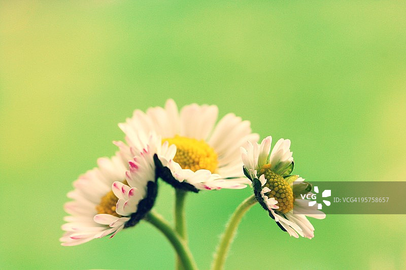 三朵雏菊图片素材