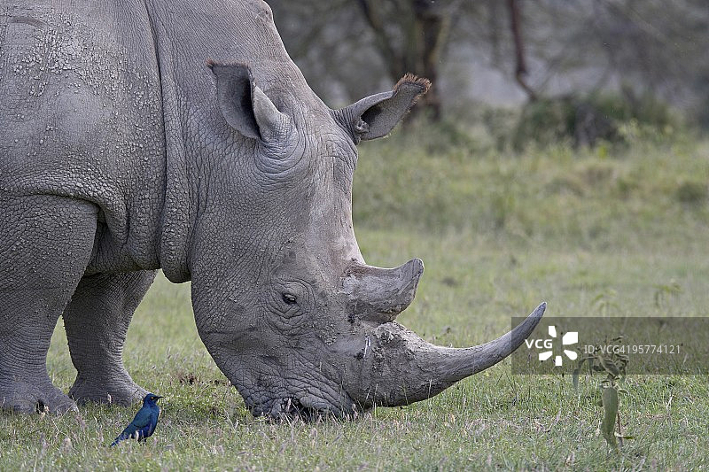白犀牛在肯尼亚纳库鲁湖国家公园觅食图片素材