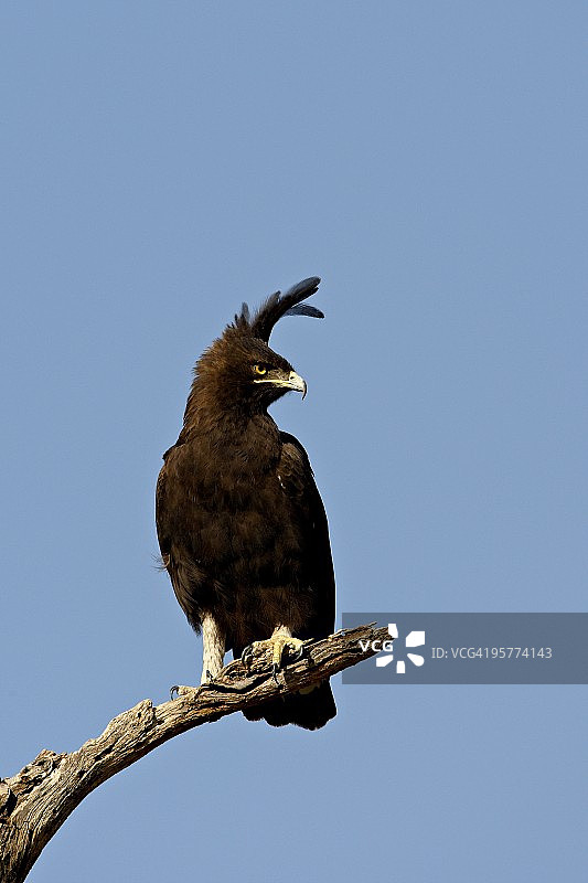 长冠鹰，桑布鲁国家保护区，肯尼亚图片素材