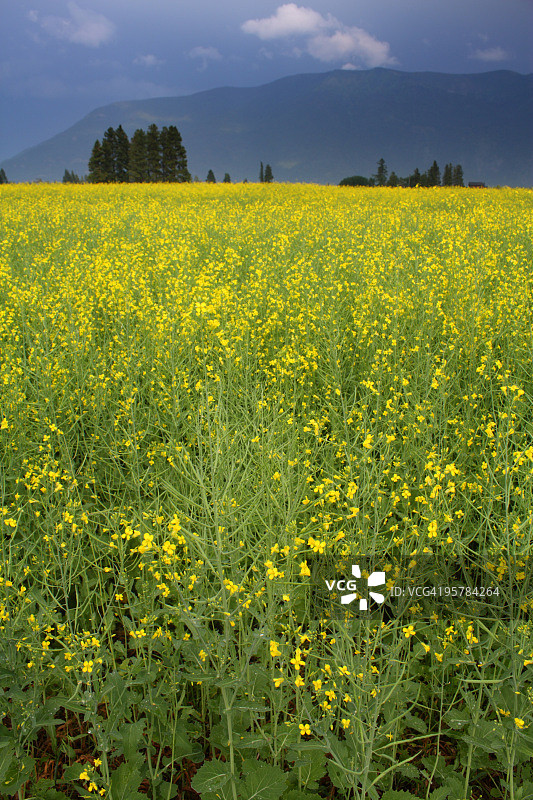 油菜花田图片素材