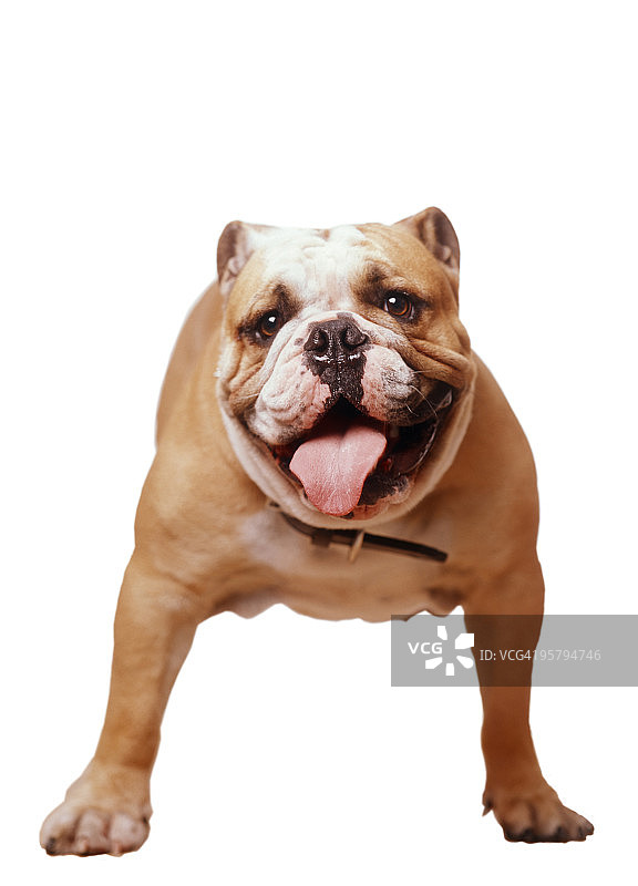 斗牛犬图片素材